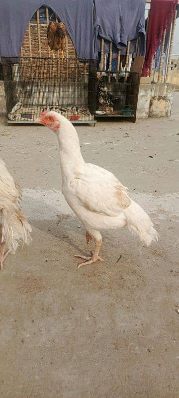 Aseel Heera chicks | Heera Pair | home aseel paper white 8