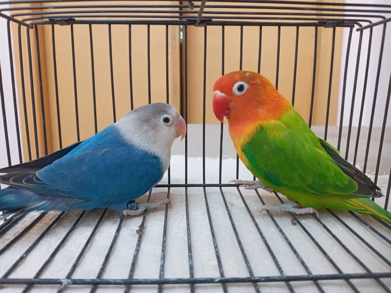 Love birds 1