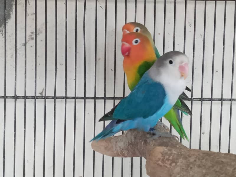 Love birds 2