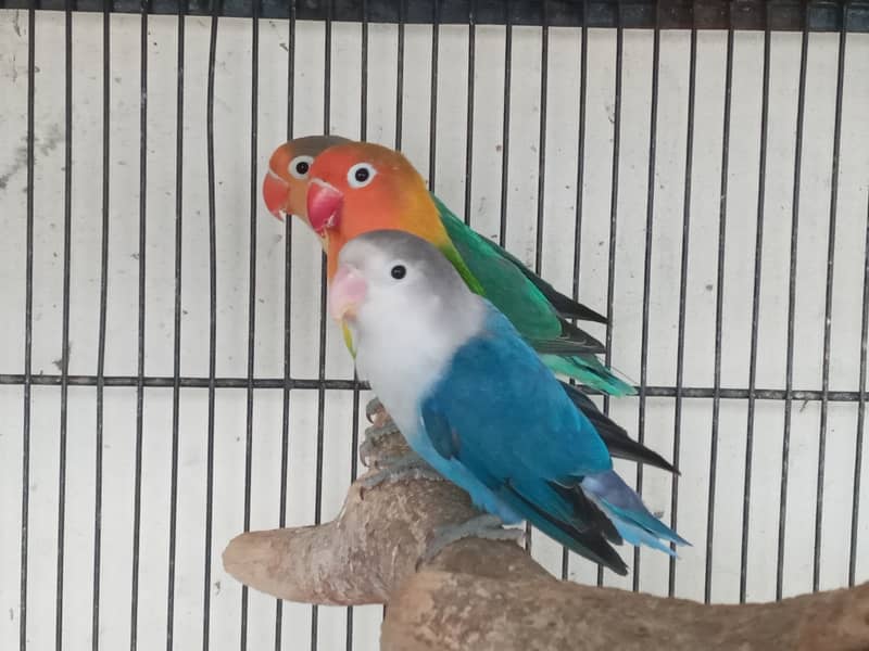 Love birds 3