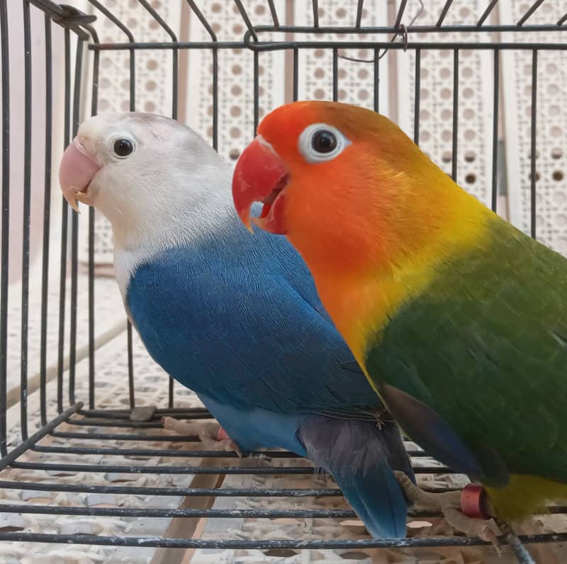 Love birds 4