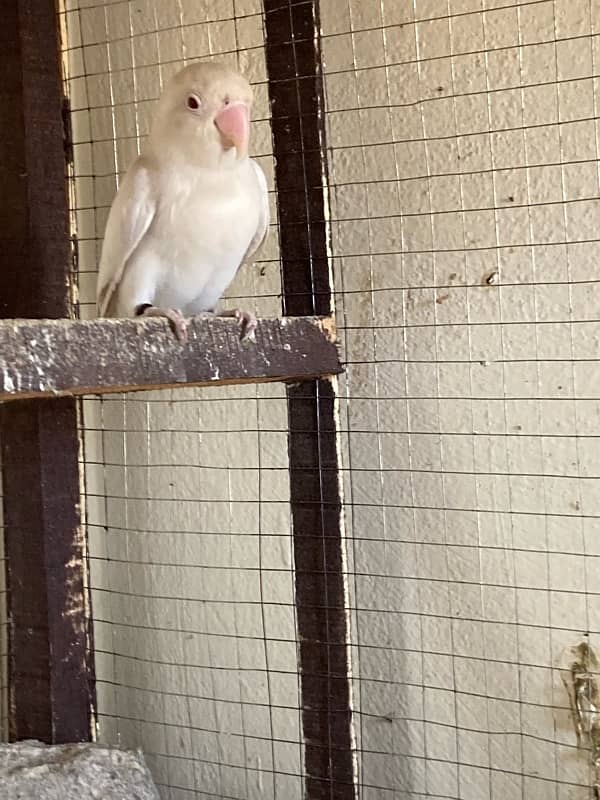 Albino red eyes male with DNA 3