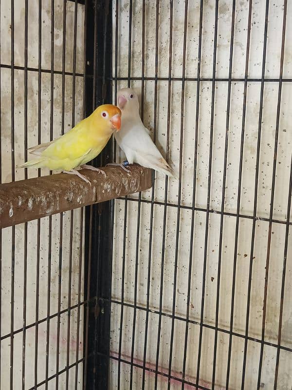 Crimino female Albino red eyes male breeder pair ek extra Red male 0