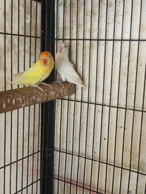 Crimino female Albino red eyes male breeder pair ek extra Red male 1