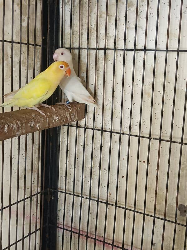 Crimino female Albino red eyes male breeder pair ek extra Red male 2