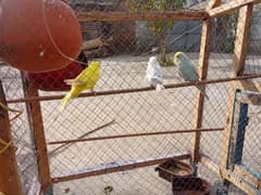 parrots with cage