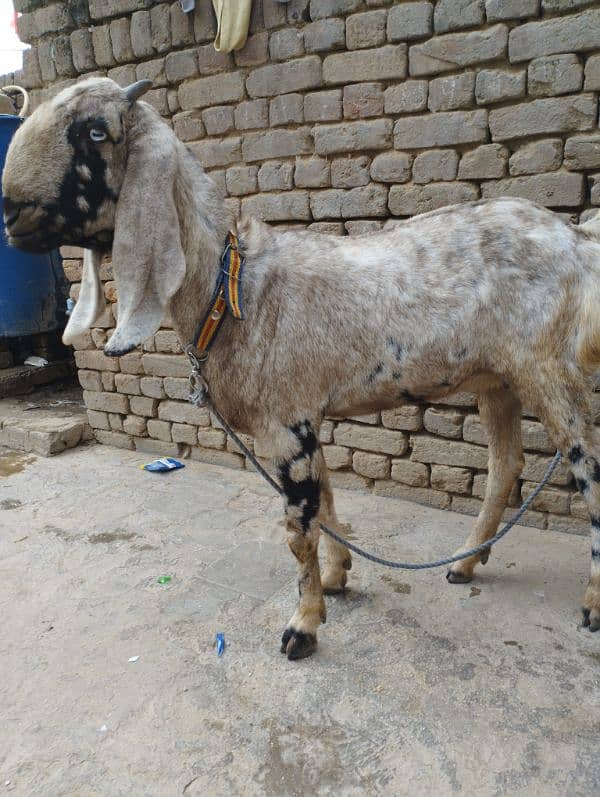 gaban bakri for sale location kallar saydan 1