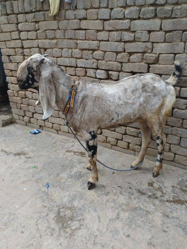 gaban bakri for sale location kallar saydan 2