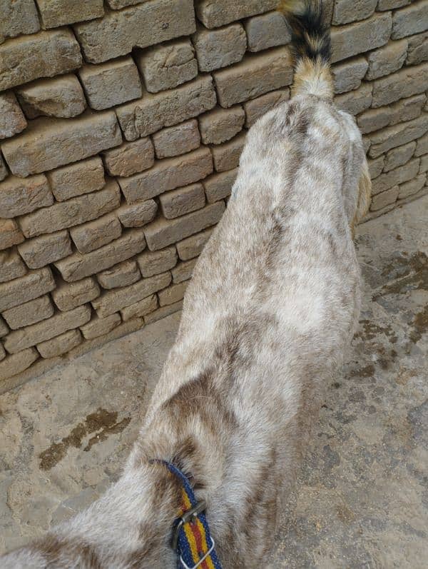 gaban bakri for sale location kallar saydan 3