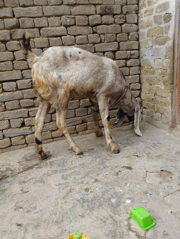 gaban bakri for sale location kallar saydan 4