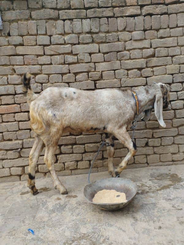 gaban bakri for sale location kallar saydan 5