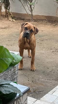 bullmastiff female pup