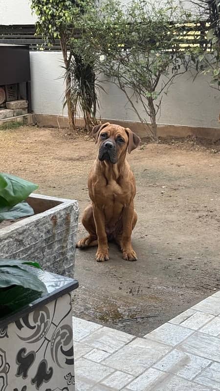 bullmastiff female pup 1