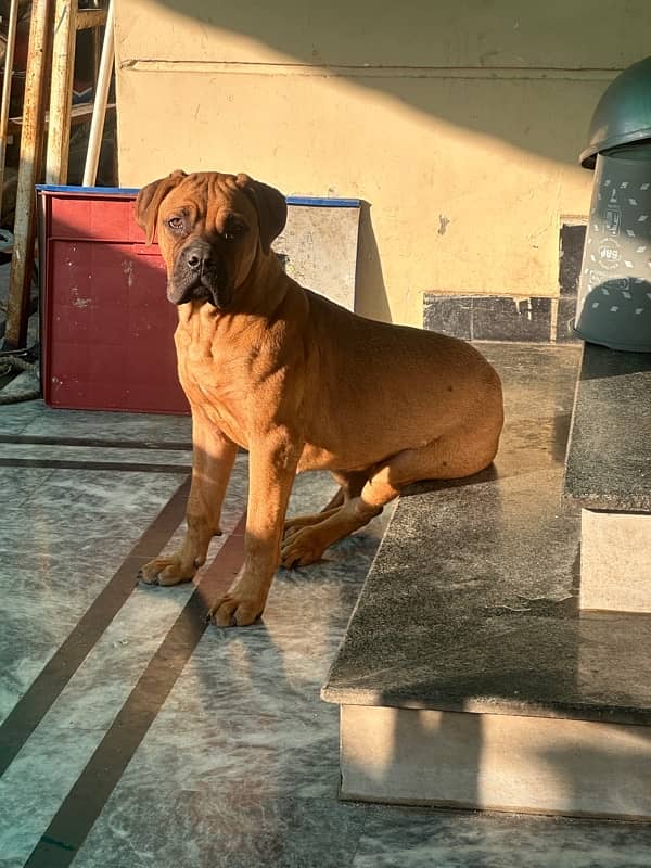 bullmastiff female pup 4