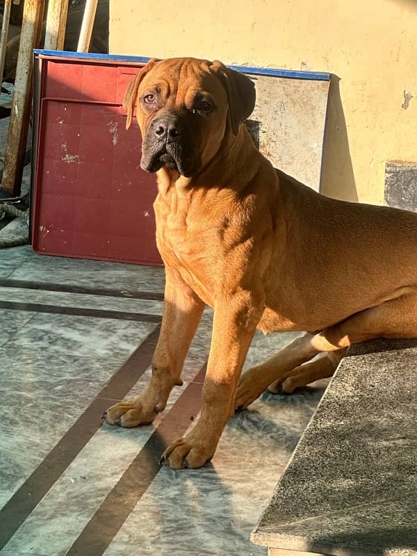 bullmastiff female pup 6