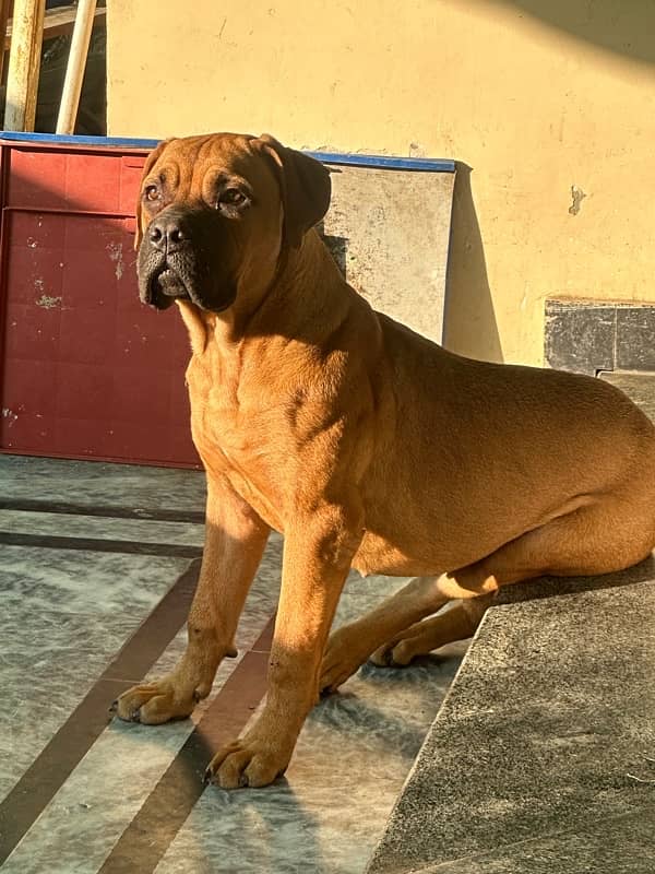 bullmastiff female pup 7