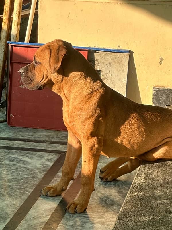 bullmastiff female pup 8