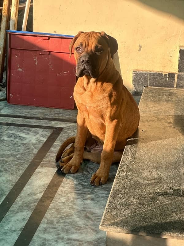 bullmastiff female pup 9