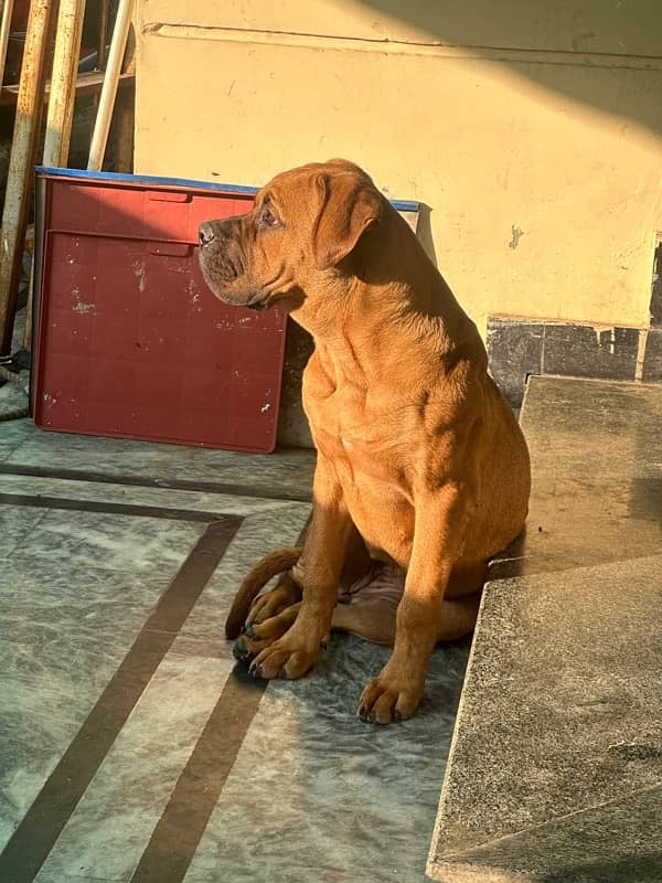 bullmastiff female pup 10