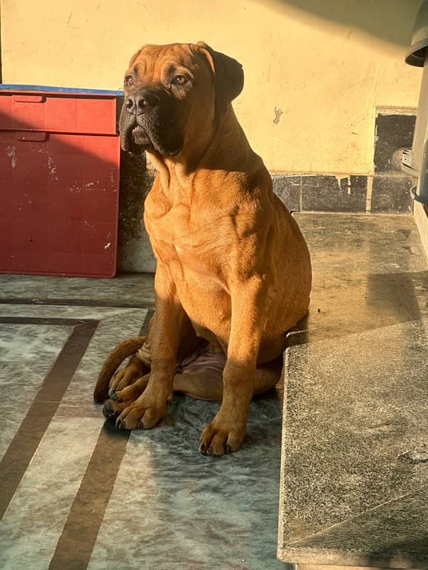 bullmastiff female pup 11