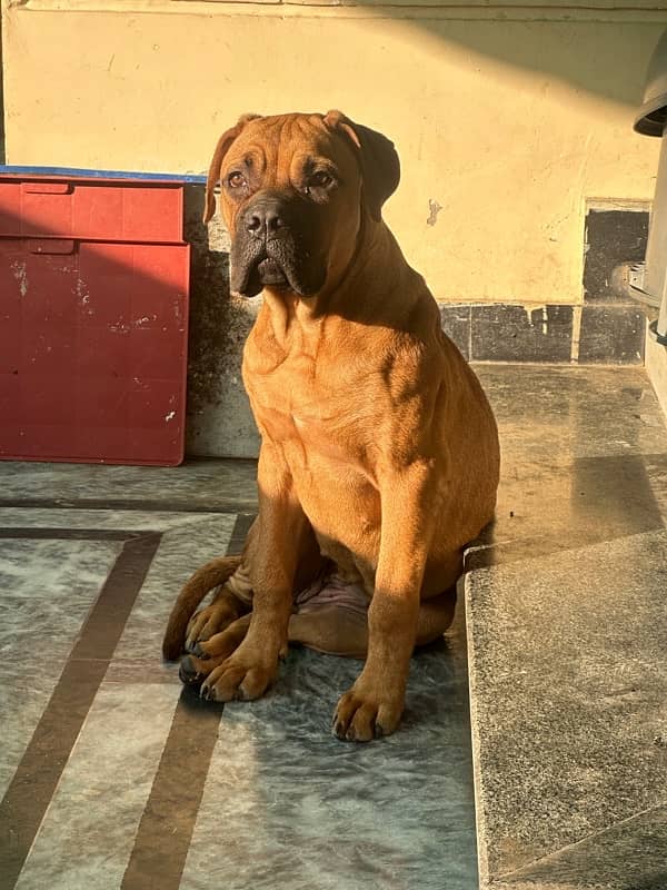 bullmastiff female pup 12