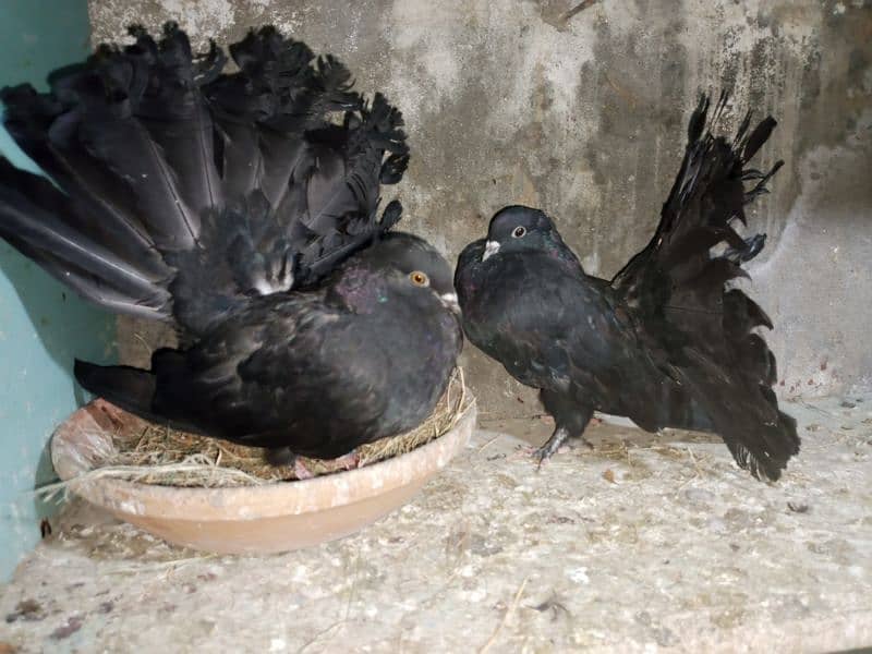 Jet Black English Fantails 1