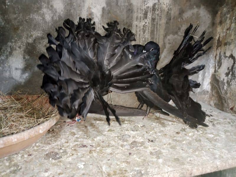 Jet Black English Fantails 3