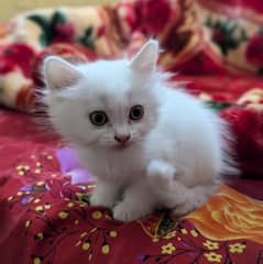 Persian kittens