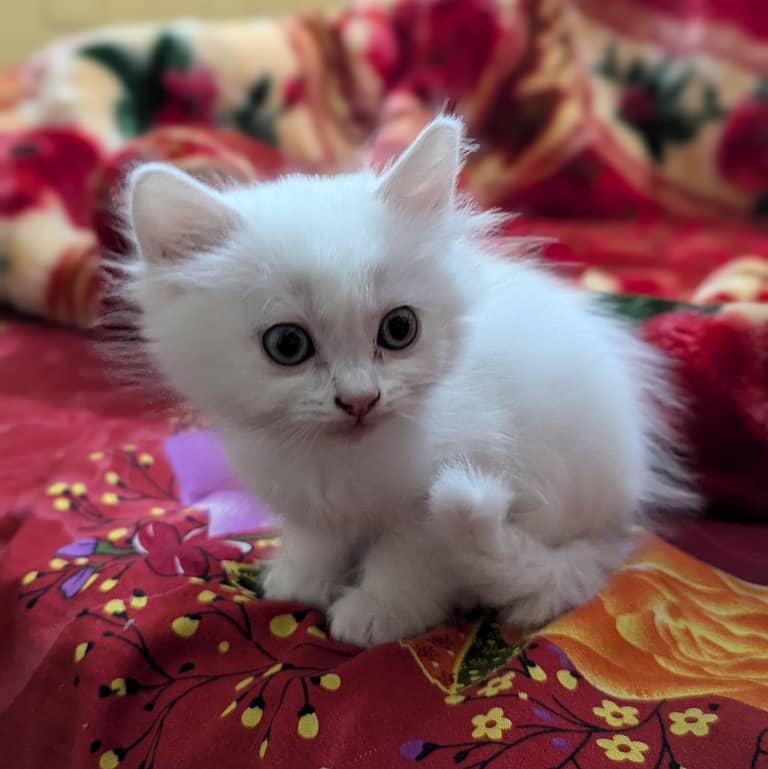 Persian kittens 0