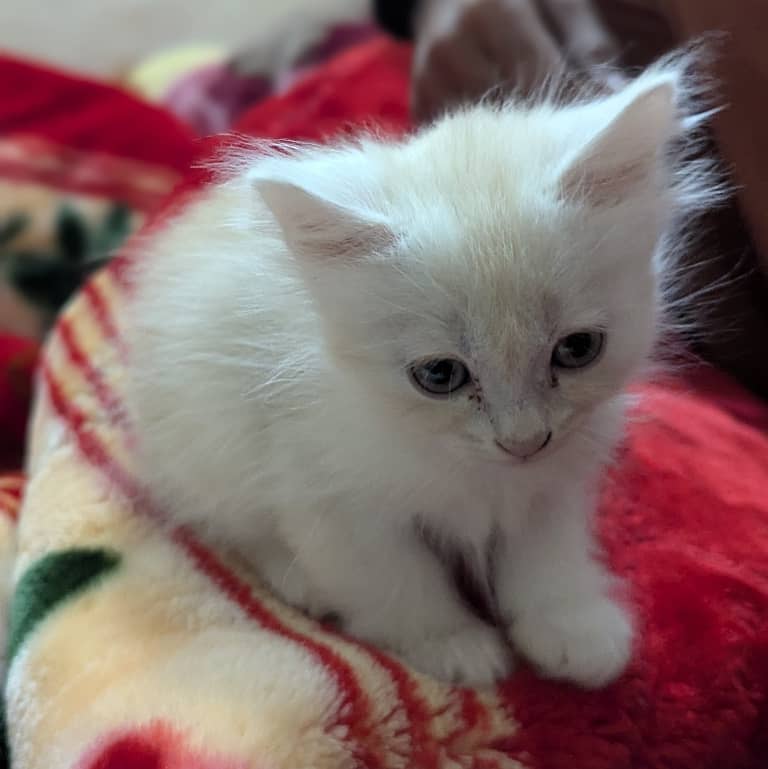 Persian kittens 1