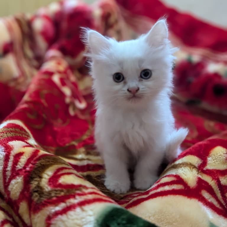 Persian kittens 2