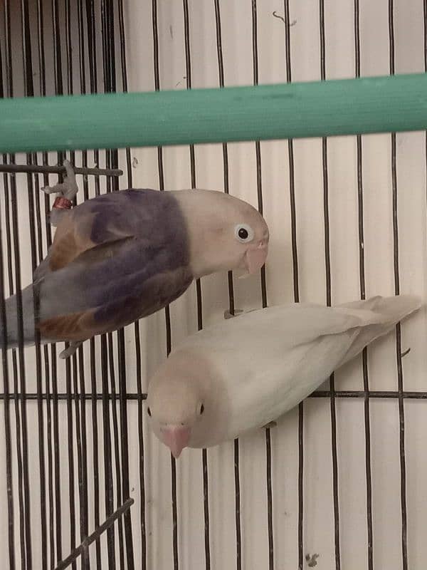 Breeder lovebird and cockatiel. 0