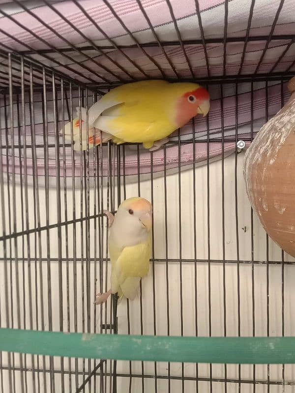 Breeder lovebird and cockatiel. 1