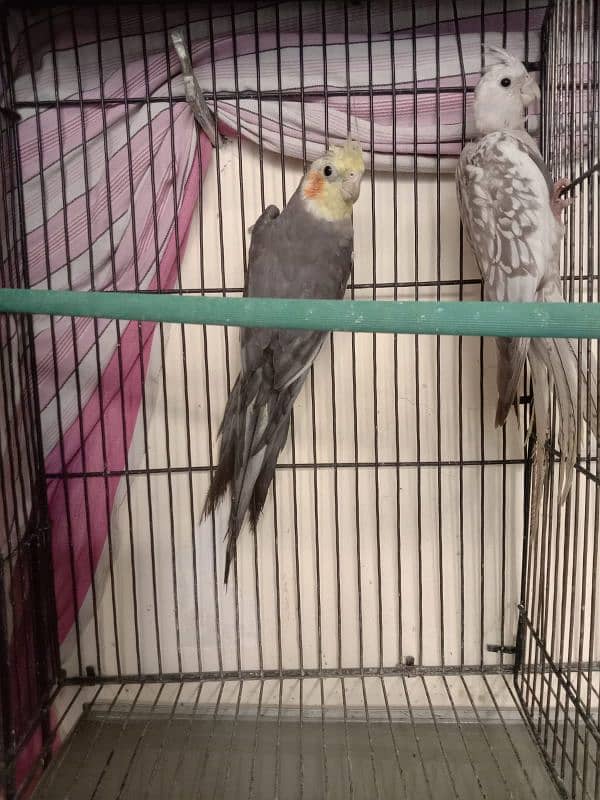 Breeder lovebird and cockatiel. 2