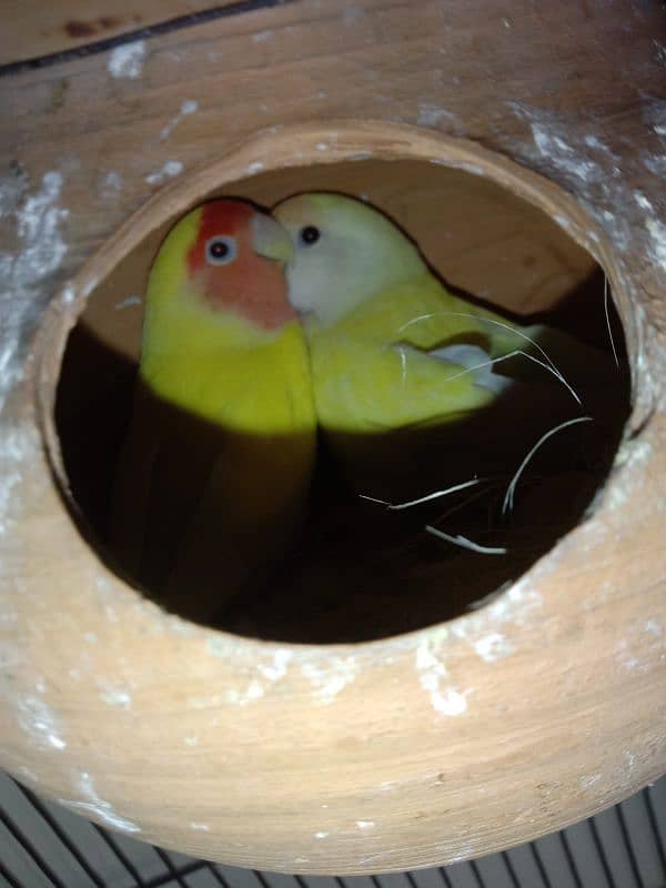 Breeder lovebird and cockatiel. 4