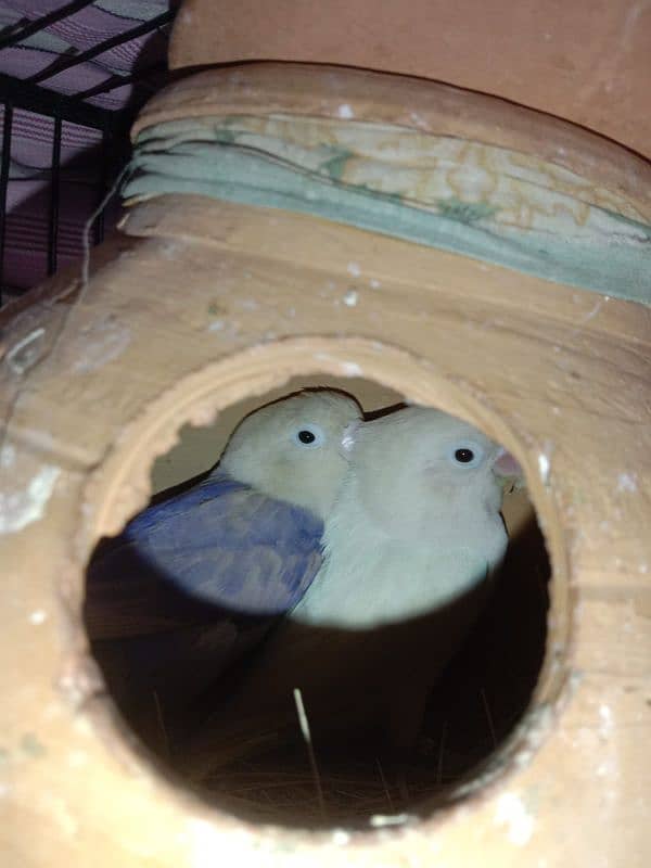 Breeder lovebird and cockatiel. 6