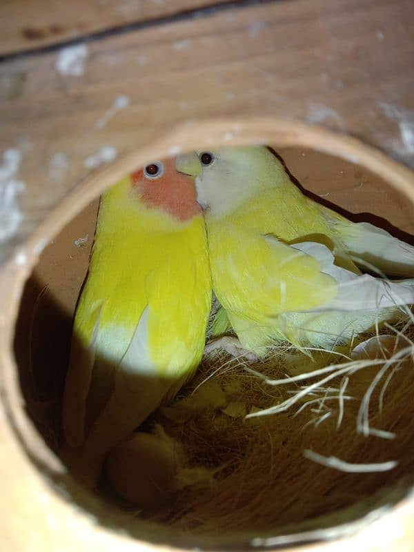 Breeder lovebird and cockatiel. 7