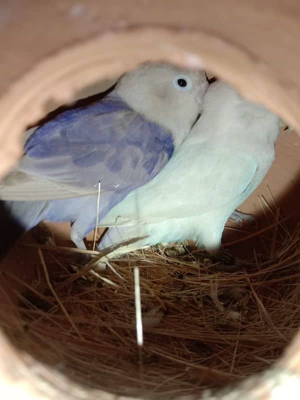 Breeder lovebird and cockatiel. 8