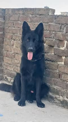 Black Garman shepherd Male