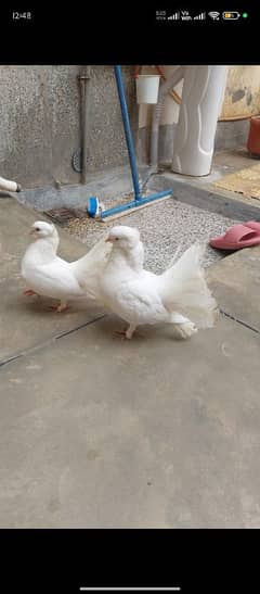 white American lakay pure white for sale breeder pair