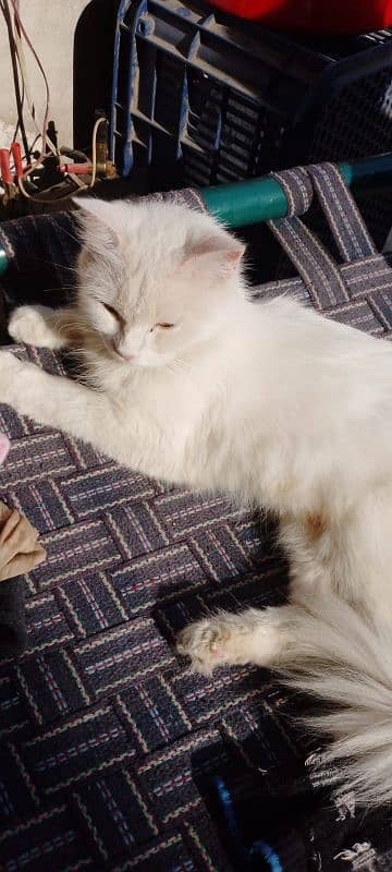 white Persian cat healthy and playful 3