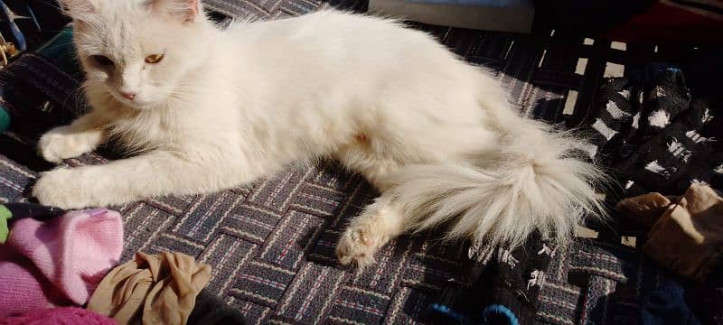 white Persian cat healthy and playful 5