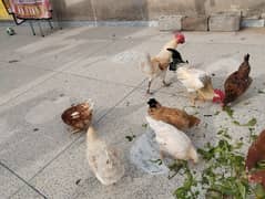 Golden Misri/Desi starter hen (egg laying)