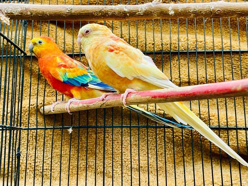 Rump Pair & Pineapple Conure Pair 0