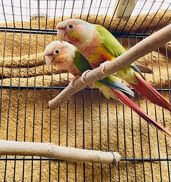 Rump Pair & Pineapple Conure Pair 1