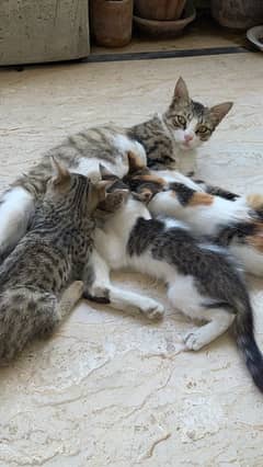 4 stray sweet kittens looking for adoption