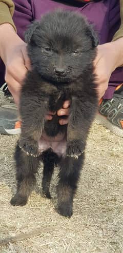 german black shepherd female available for sale