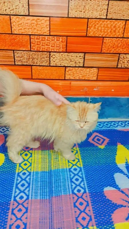 PERSIAN CAT 2