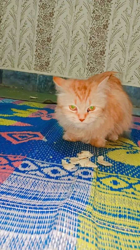 PERSIAN CAT 3