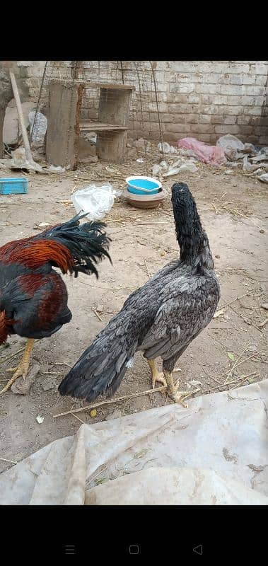 parrot beak aseel cross pair 3